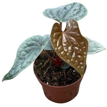 Anthurium luxurians