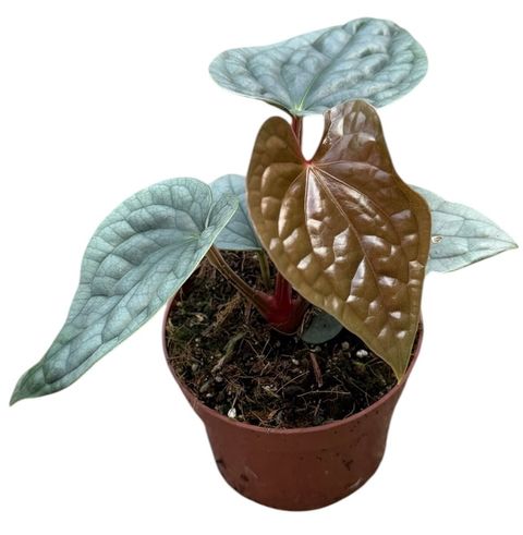 Anthurium luxurians