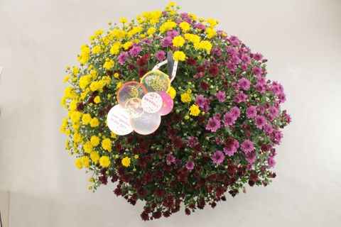 Chrysanthemum SKYFALL MIX IN POT