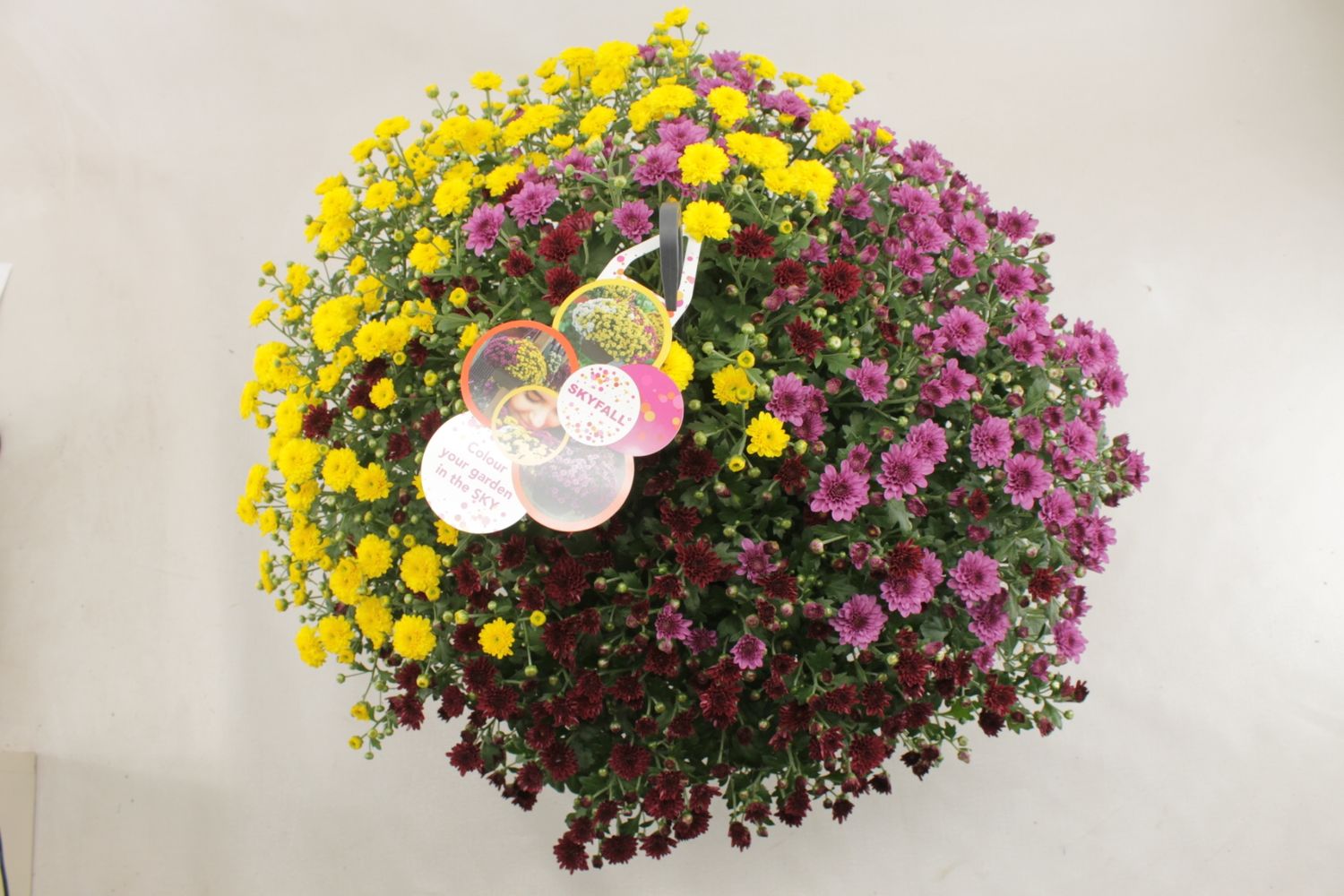 Chrysanthemum SKYFALL MIX IN POT — Plant Wholesale FlorAccess