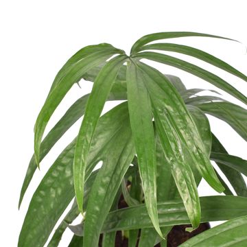 Amydrium zippelianum