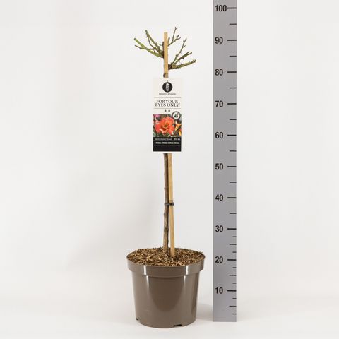 Rosa FOR YOUR EYES ONLY