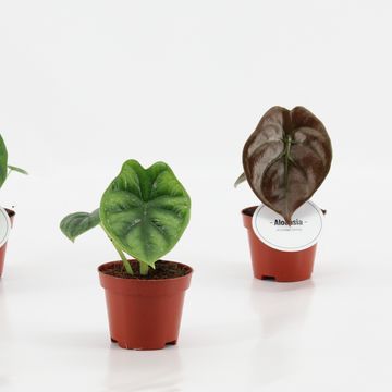 Alocasia MIX