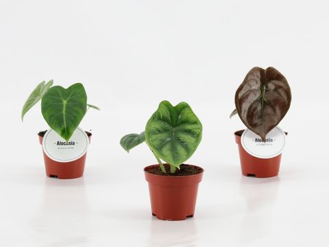 Alocasia MIX