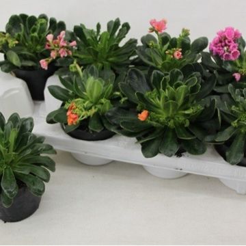 Lewisia cotyledon MOUNTAIN DREAMS MIX