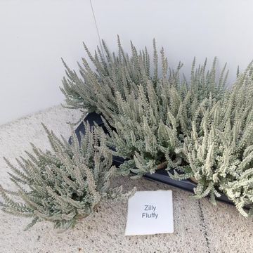 Calluna vulgaris GARDEN GIRLS FLUFFY