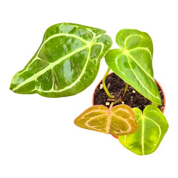 Anthurium DocBlock Anthurium Crystal Red® '12' X Forgetii '57'