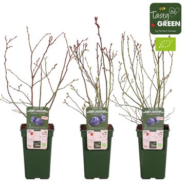 Vaccinium corymbosum MIX