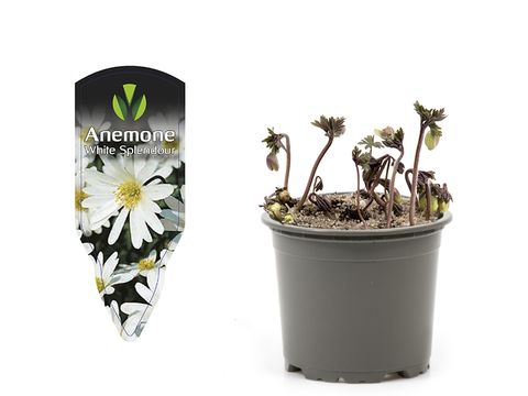 Anemone blanda 'White Splendour'
