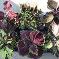 Coleus MIX