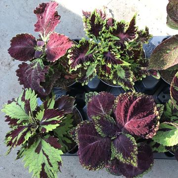 Coleus MIX