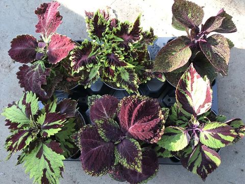 Coleus MIX