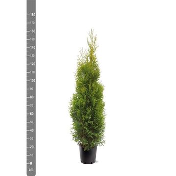 Thuja occidentalis 'King of Brabant'