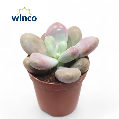 Pachyphytum oviferum 'Momobijin'