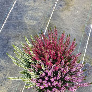 Calluna vulgaris BEAUTY LADIES MIX IN POT