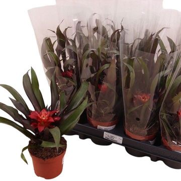 Guzmania 'Samba'