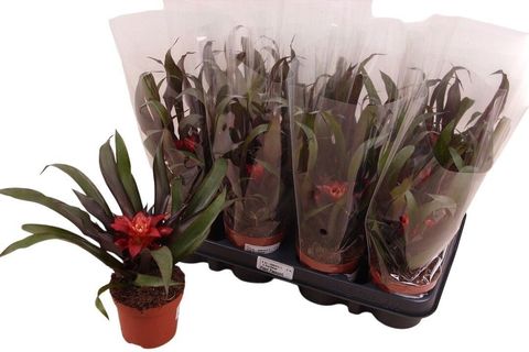 Guzmania 'Samba'