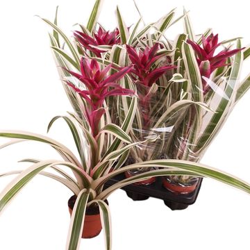 Guzmania 'Coral'