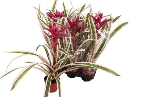 Guzmania 'Coral'