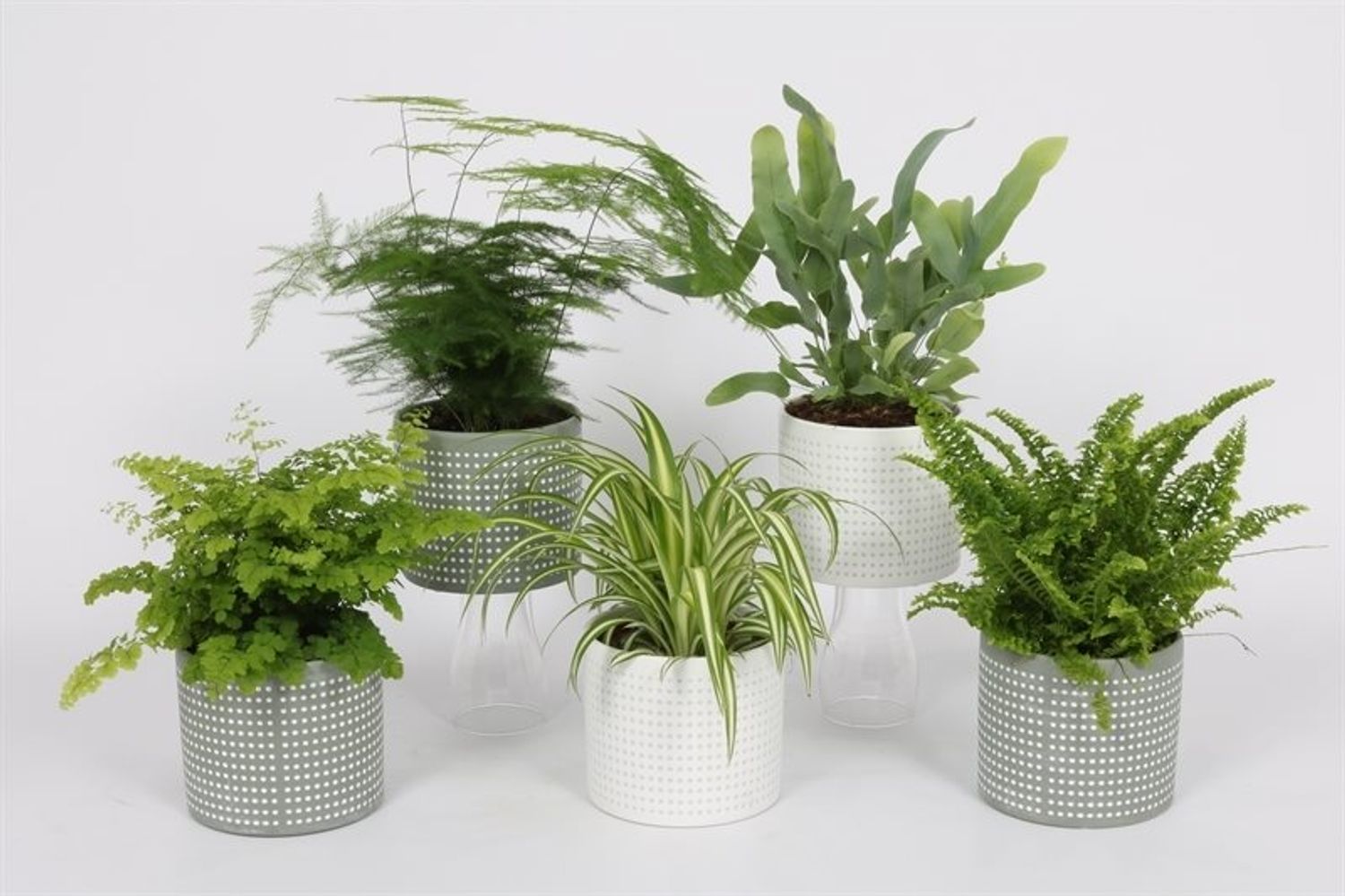Houseplants MIX — Plant Wholesale FlorAccess