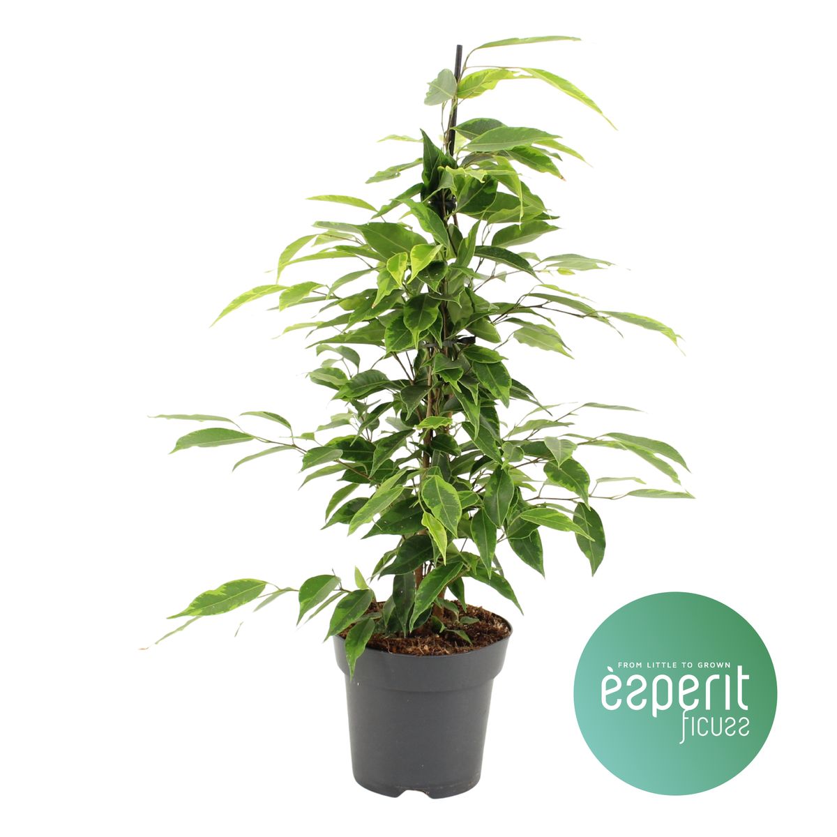 Exotenherz Ficus Anastasia (Fico Di Betulla) – Pianta Da Interno Purificante In Vaso 12 Cm, Facile Da Curare - 2