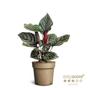 Calathea sanderiana