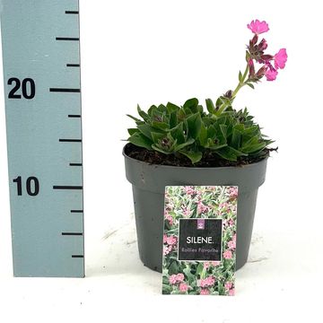 Silene 'Rollies Favorite'