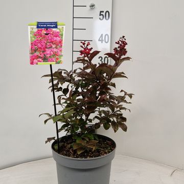 Lagerstroemia indica 'Coral Magic'