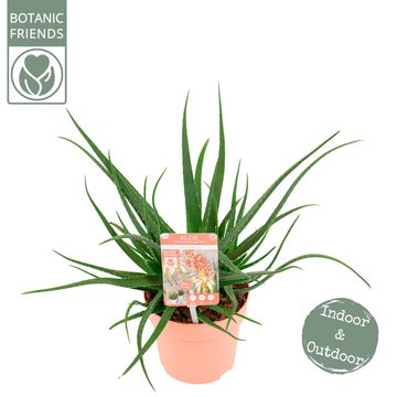 Aloe SAFARI SUNRISE
