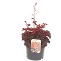 Heuchera 'Melting Fire'