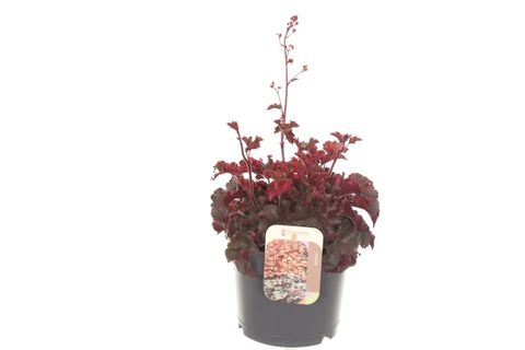 Heuchera 'Melting Fire'