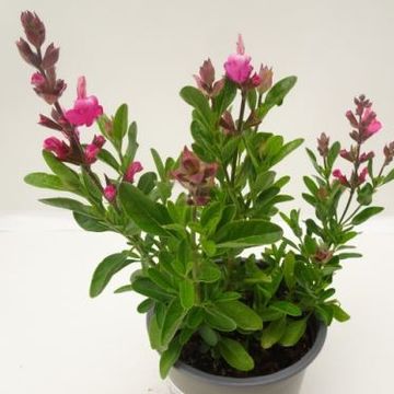 Salvia greggii MIRAGE MIX