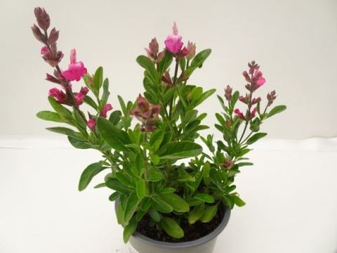 Salvia greggii MIRAGE MIX