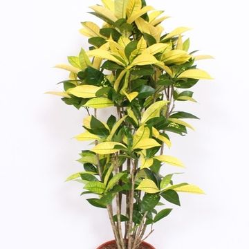 Codiaeum variegatum 'Yellow Iceton'