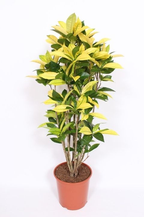 Codiaeum variegatum 'Yellow Iceton'
