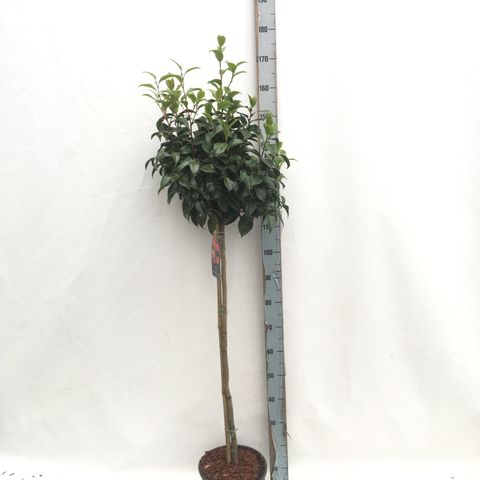 Camellia reticulata 'Mary Williams'