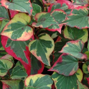 Houttuynia cordata 'Chameleon'