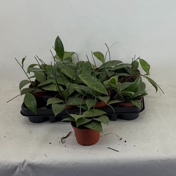 Hoya wibergiae