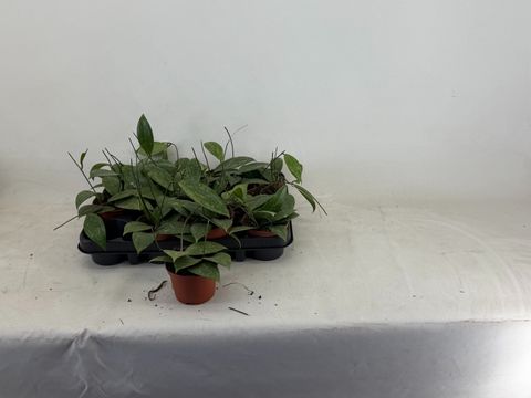 Hoya wibergiae