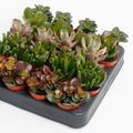 Crassula MIX