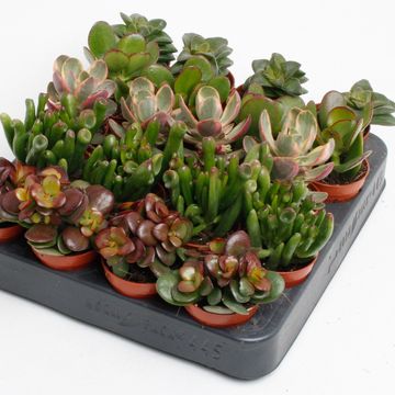 Crassula MIX