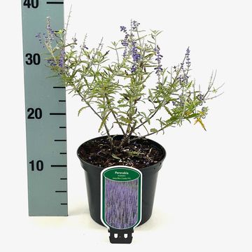 Perovskia atriplicifolia LACEY BLUE