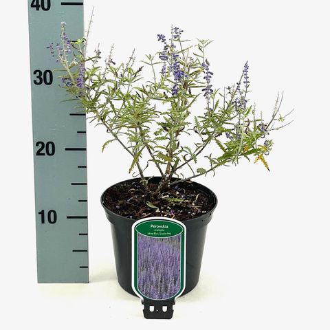 Perovskia atriplicifolia LACEY BLUE