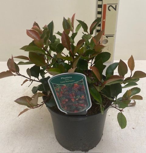 Photinia x fraseri 'Little Red Robin'