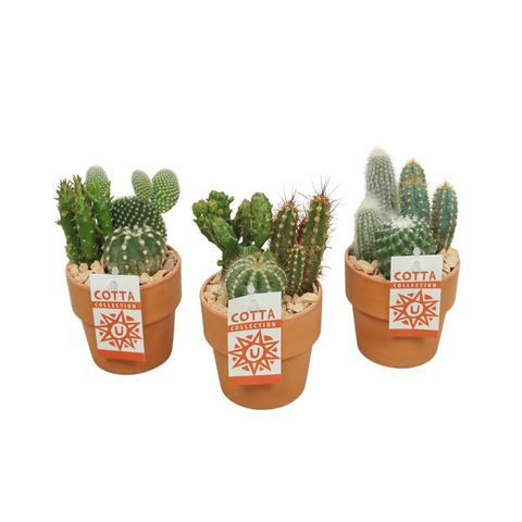 Arreglo  Cactus
