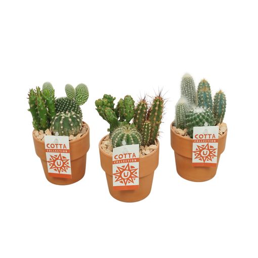 Arrangemang Cactus