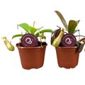 Nepenthes MIX