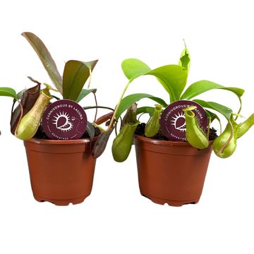 Nepenthes MIX