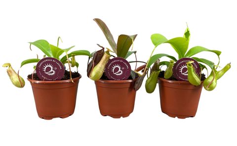 Nepenthes MIX