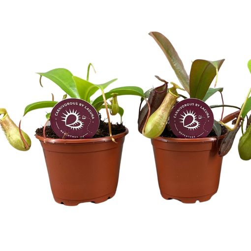 Nepenthes MIX